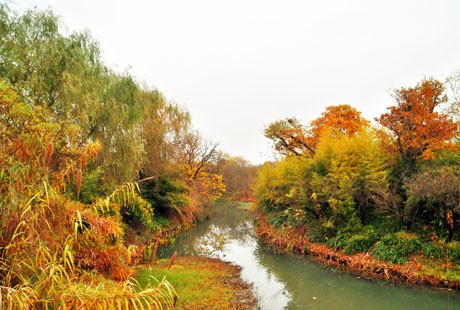 西溪湿地